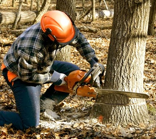 Tree Removal in Twain, CA